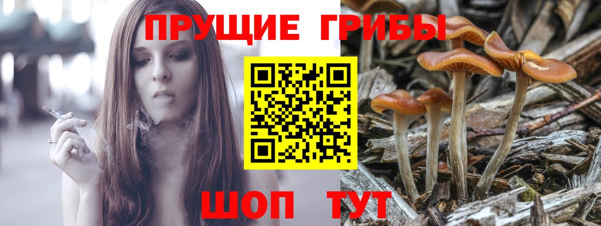 Галлюциногенные грибы Psilocybine cubensis Карталы